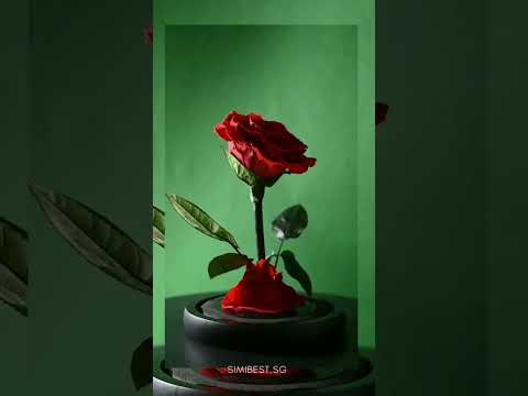 FlowerChimp — Flowerchimp Video 1 Jpg