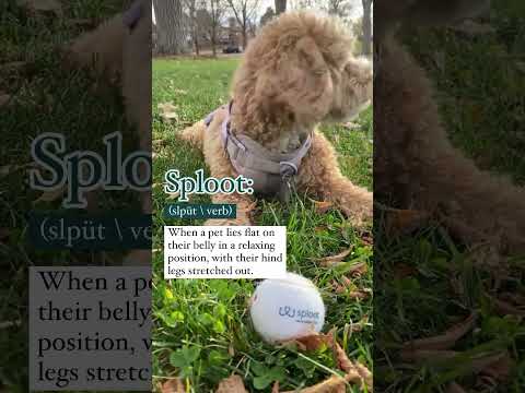 Sploot — Sploot Video4 Jpg